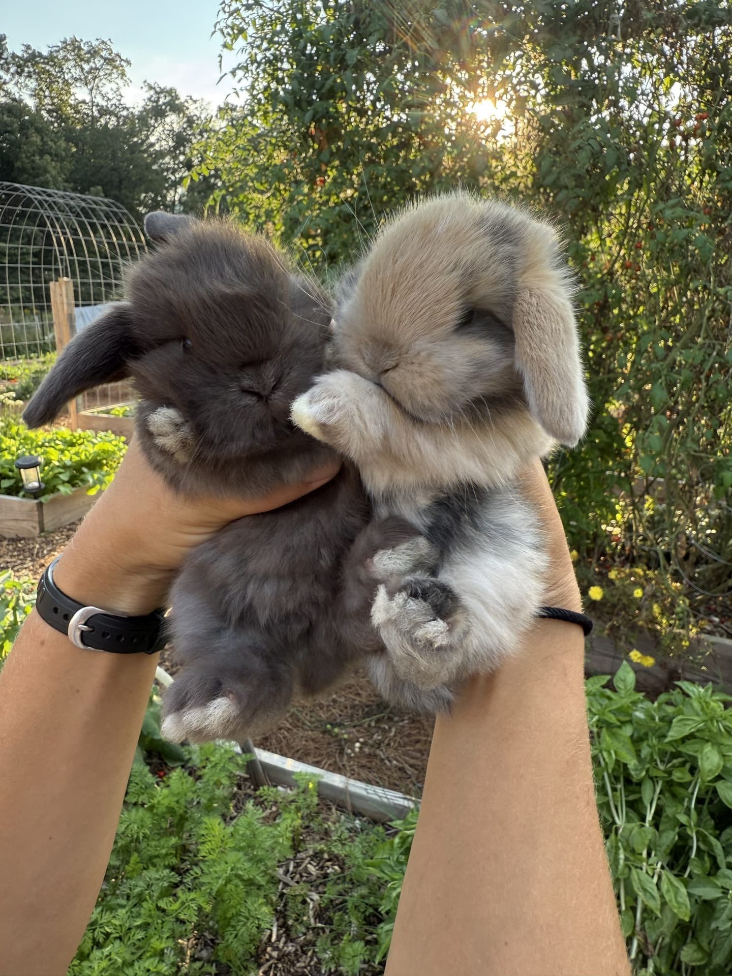 Holland Lop Rabbit