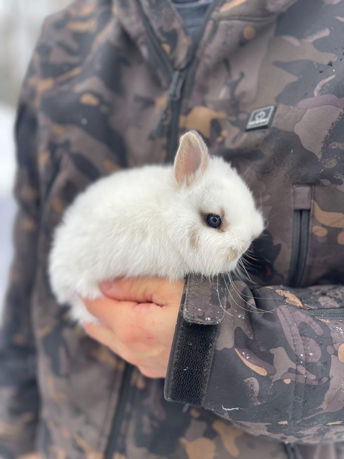 Netherland Dwarf Rabbit