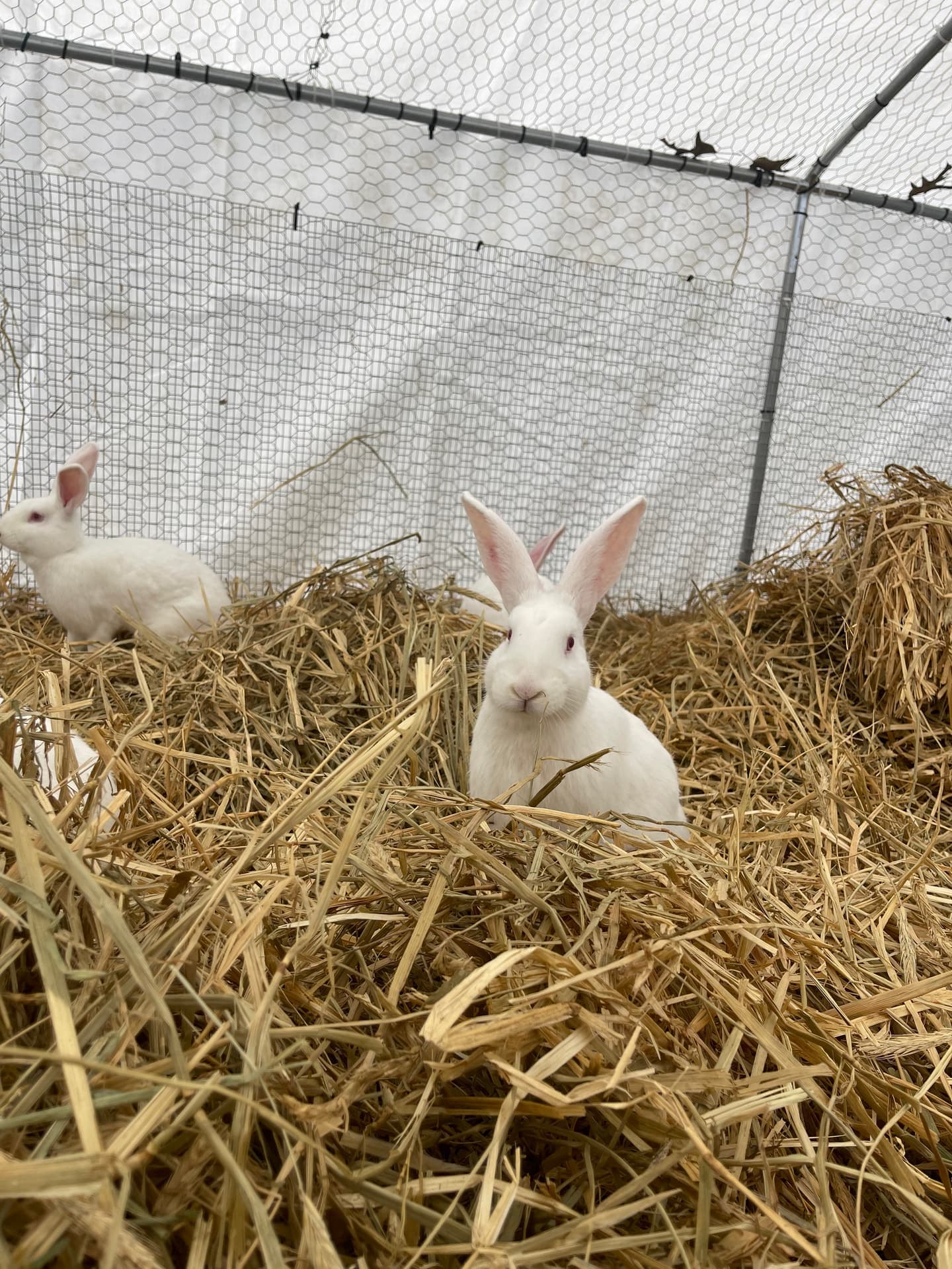 New Zealand White Rabbit