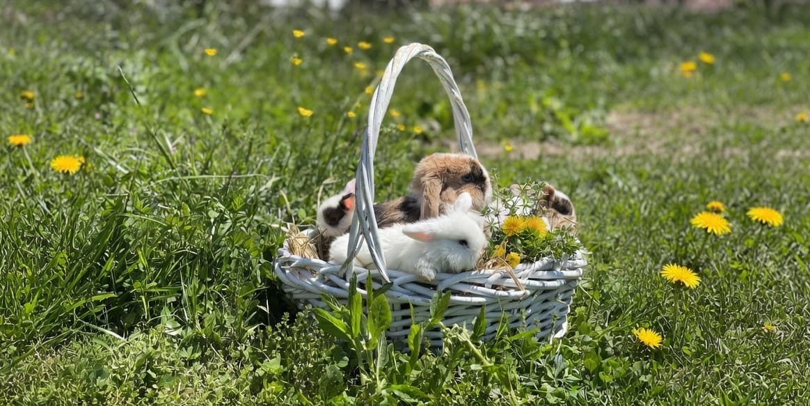 Holland Lop bunnies in an Easter basket
