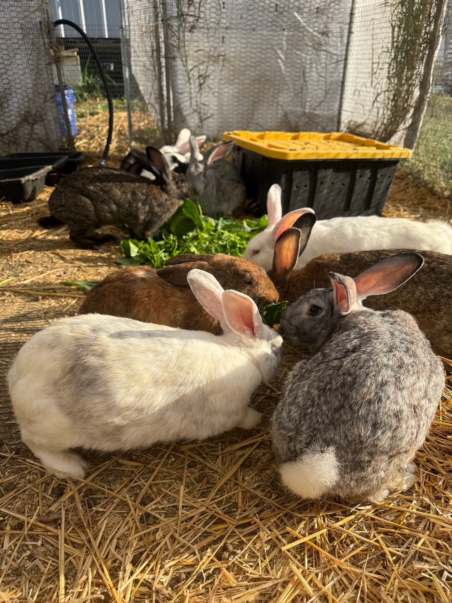 New Zealand Rabbit